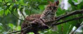 /album/fotogaleria/amazonia-jaguar-jpg/